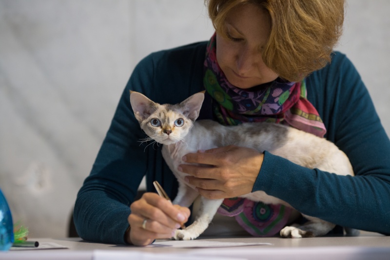 "Зважений і пухнастий": кіт Кекс виграв битву гігантів на виставці в Києві